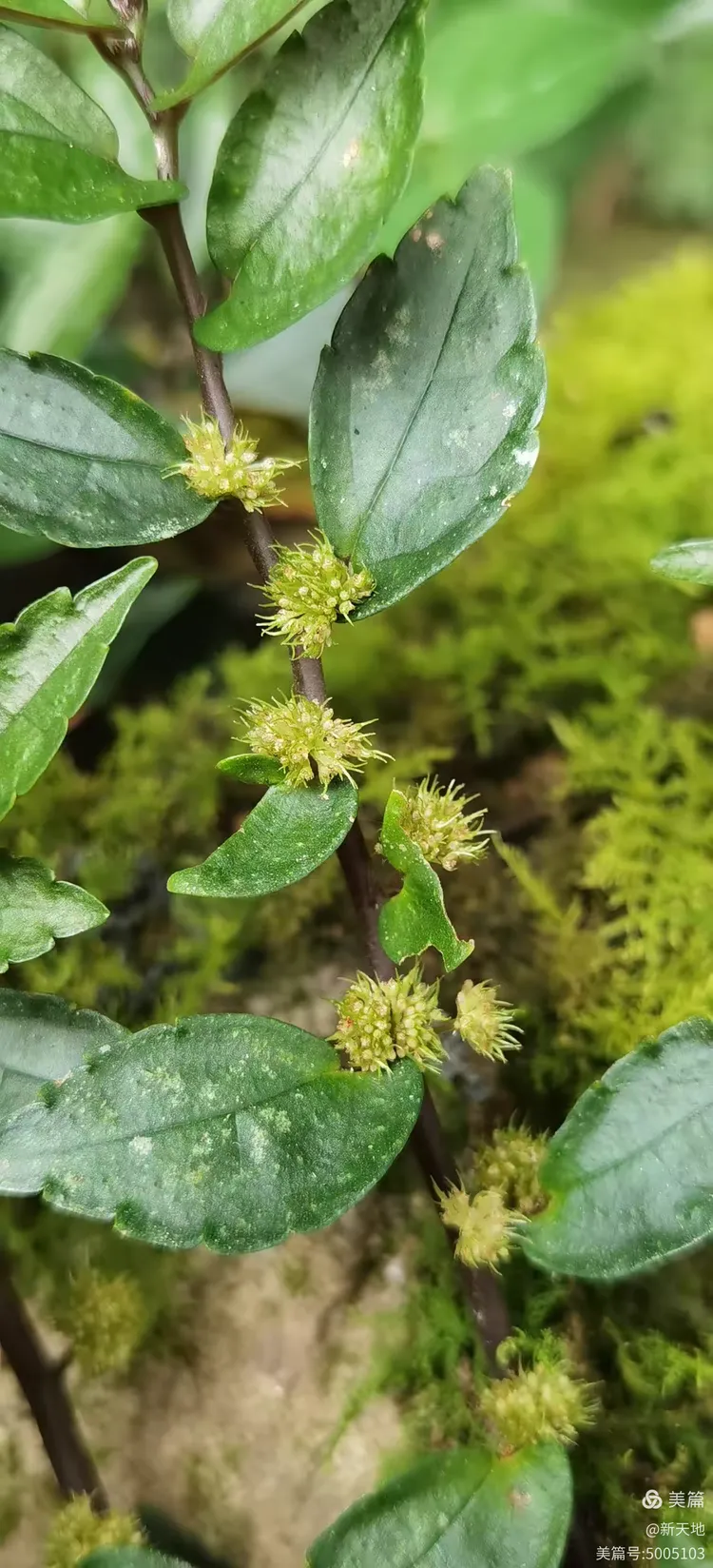 植物观赏 短叶赤车